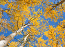 Quaking aspen grove next to a Colorado rest stop